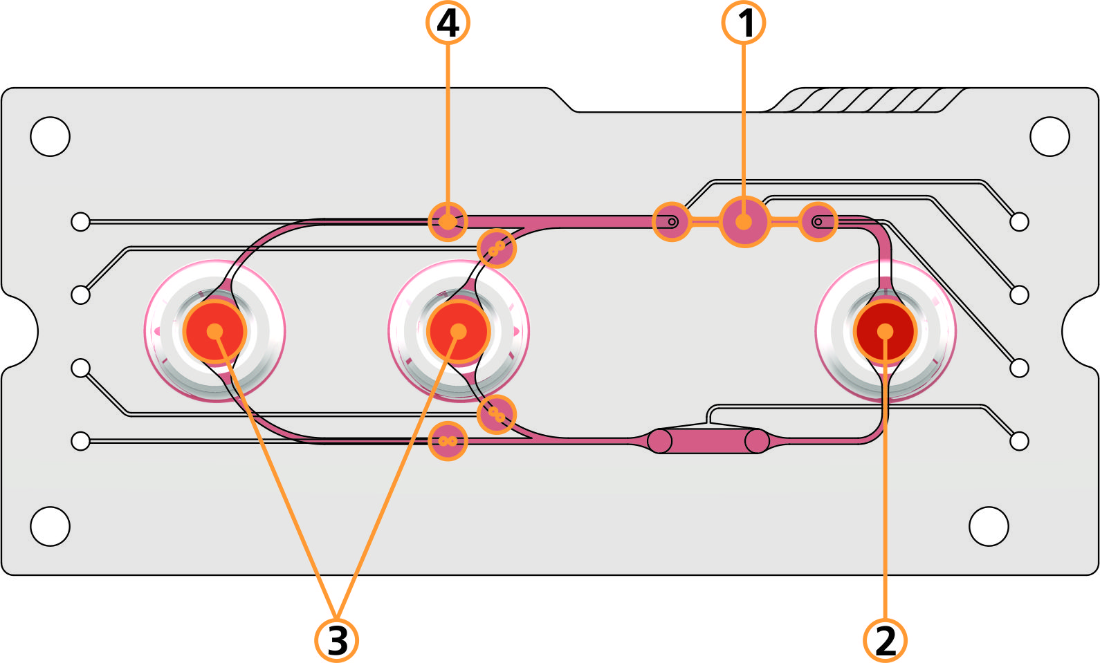 On the multi-organ chip, several technical components simulate the interaction of blood circulation and organs in the human body. These include a pump (1), a storage chamber for blood and active substance (2), chambers for organs and tissue (3) and valves (4), which simulate the varying blood flow to different organs.