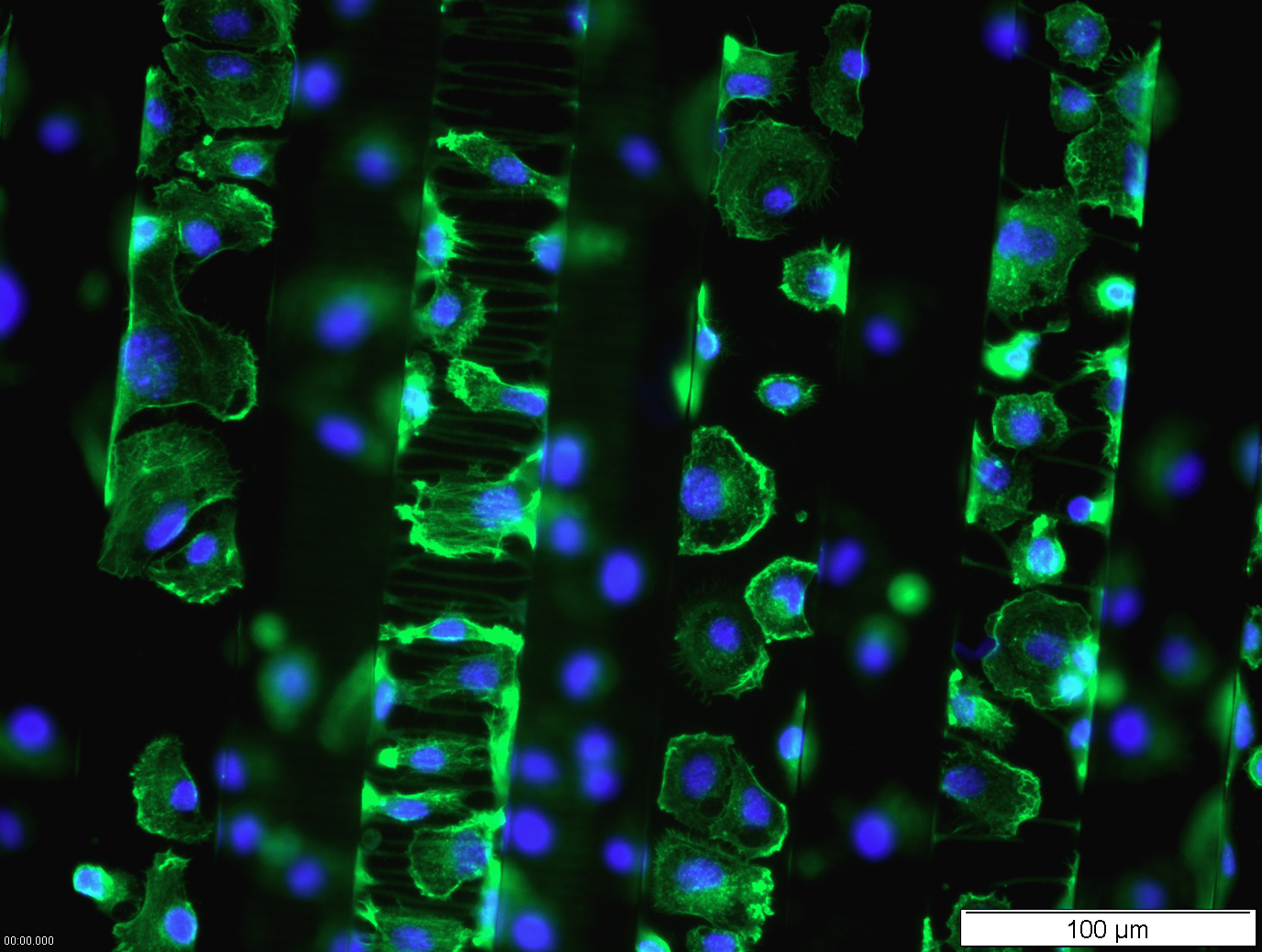 Cells on TPP-generated protein structures.